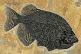 Green River Fossil Fish Mural With Diplomystus & Phareodus #206603-1